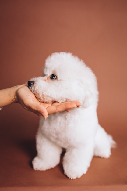 Simpatico cucciolo di bichon frise in posa in studio