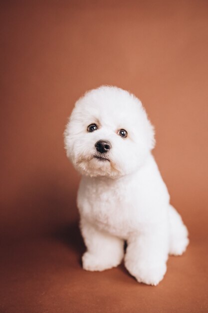 Simpatico cucciolo di bichon frise in posa in studio