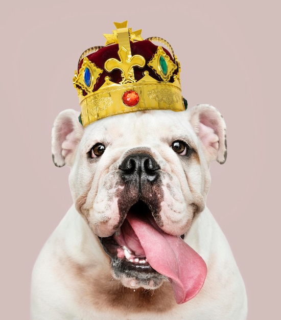 Simpatico cucciolo di Bulldog inglese bianco in un classico velluto rosso e corona d'oro