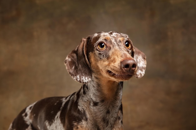 Simpatico cucciolo di cane bassotto in posa isolato su sfondo marrone