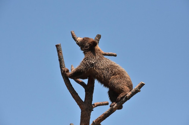 Simpatico cucciolo di orso nero giovanile che si arrampica su un albero morto.