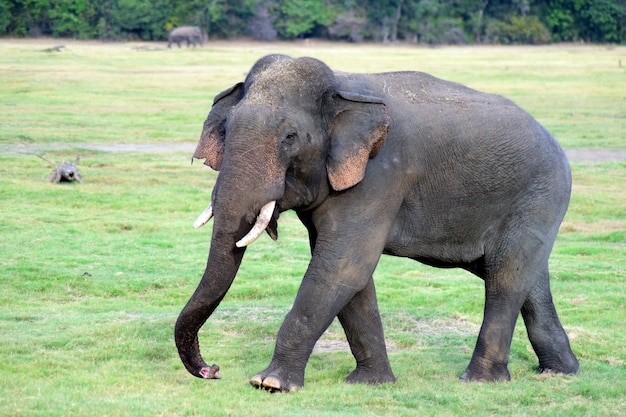 Simpatico elefante di Ceylon che cammina sull'erba e cerca cibo