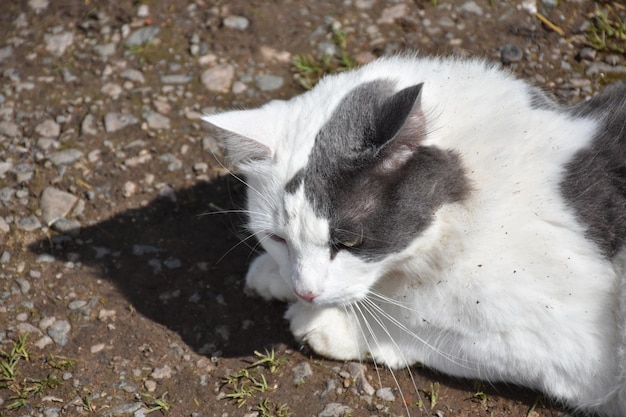 Simpatico gatto bianco e grigio con sporco nella pelliccia.