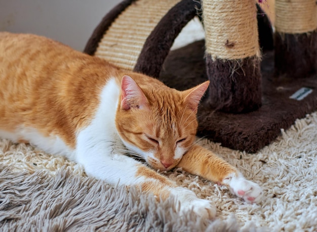 Simpatico gatto bianco e zenzero che dorme su un tappeto