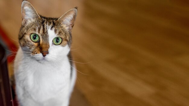 Simpatico gatto con gli occhi verdi al chiuso