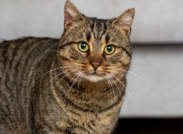 Simpatico gatto con gli occhi verdi