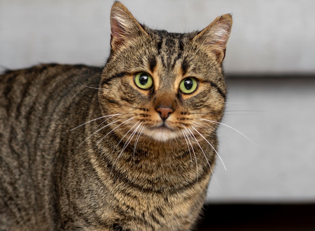 Simpatico gatto con gli occhi verdi