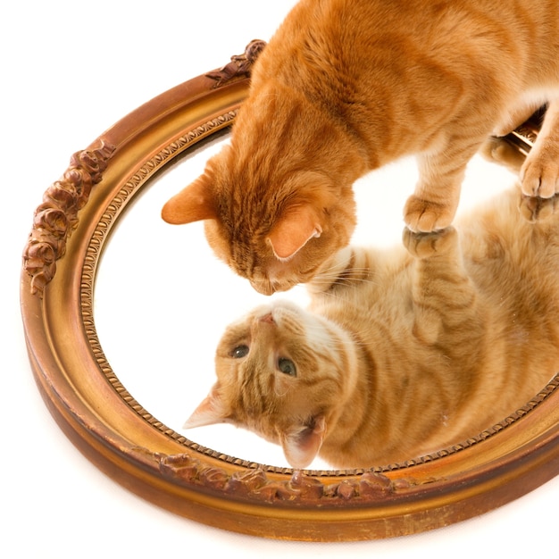 Simpatico gatto domestico allo zenzero che guarda curiosamente il proprio riflesso in uno specchio su una superficie bianca