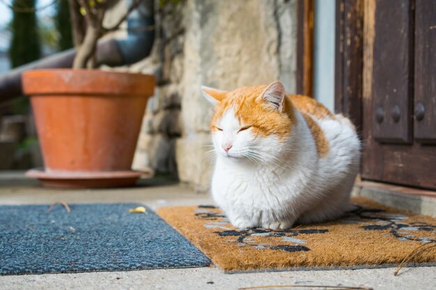 Simpatico gatto domestico seduto davanti a una porta durante il giorno