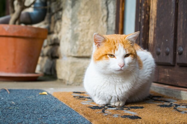 Simpatico gatto domestico seduto fuori davanti a una porta