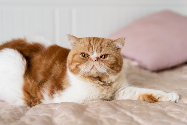 Simpatico gatto sdraiato sul letto