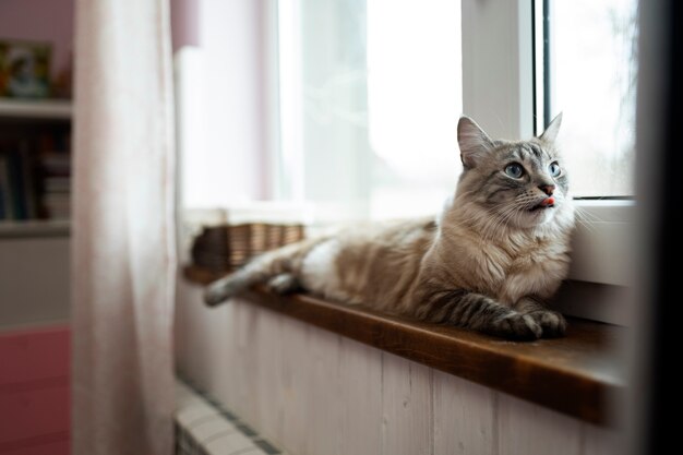 Simpatico gatto sdraiato vicino alla finestra