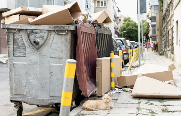 Simpatico gatto seduto accanto al bidone della spazzatura all'aperto