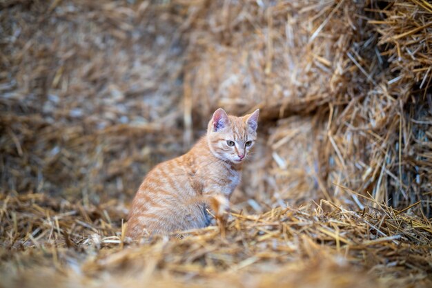 Simpatico gatto seduto in un fienile catturato durante il giorno