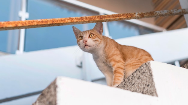 Simpatico gatto seduto sui gradini all'aperto