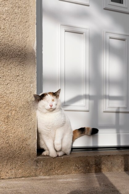 Simpatico gatto seduto vicino alla porta