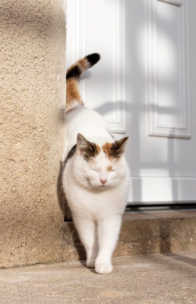 Simpatico gatto vicino alla porta fuori