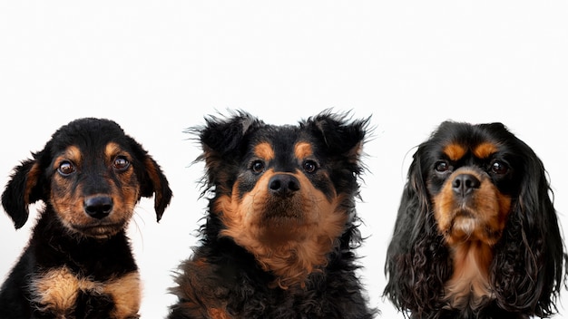 Simpatico gruppo di animali