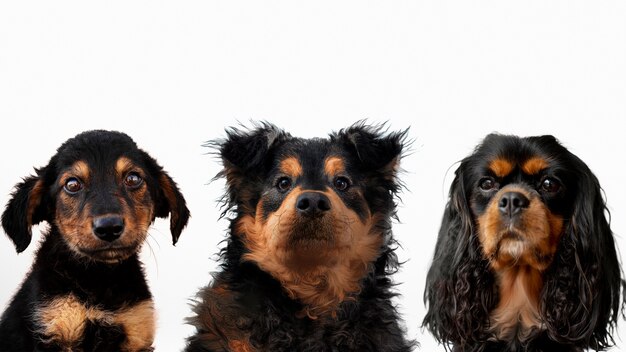 Simpatico gruppo di animali