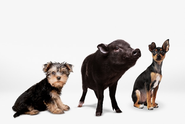 Simpatico gruppo di animali