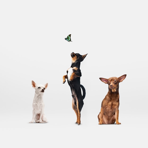 Simpatico gruppo di animali