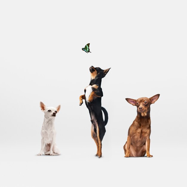 Simpatico gruppo di animali