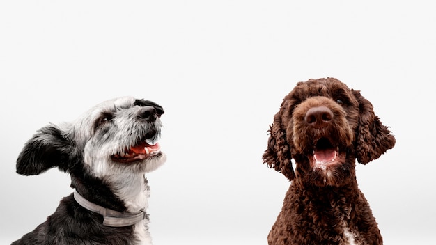 Simpatico gruppo di animali
