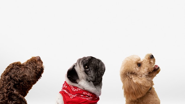Simpatico gruppo di animali