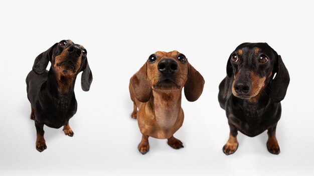 Simpatico gruppo di animali