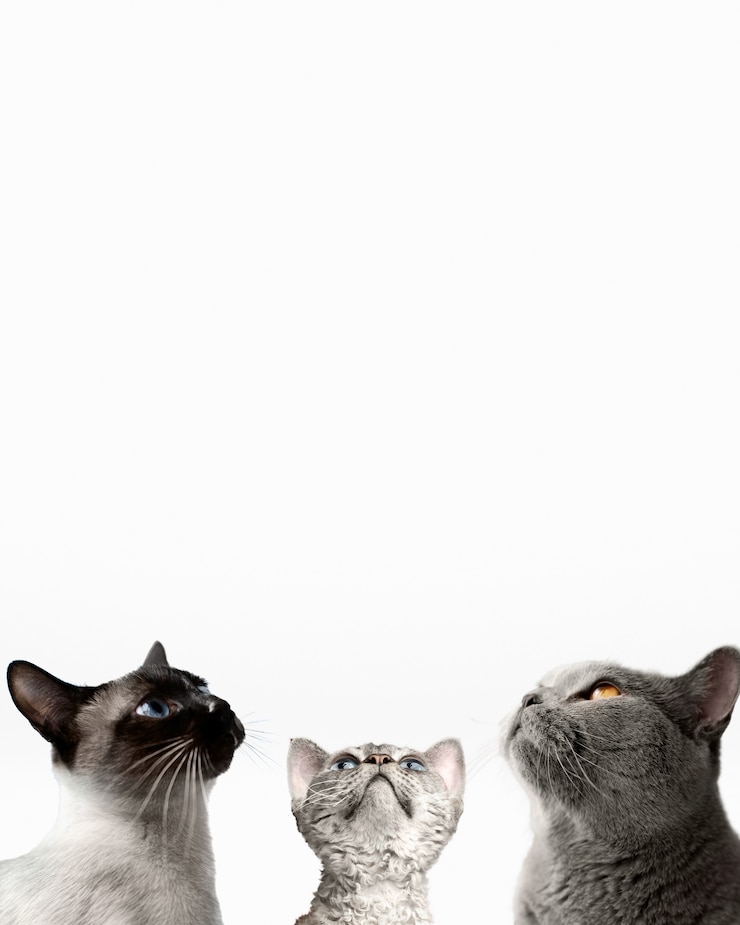 Foto gratuito simpatico gruppo di animali