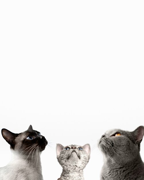 Simpatico gruppo di animali