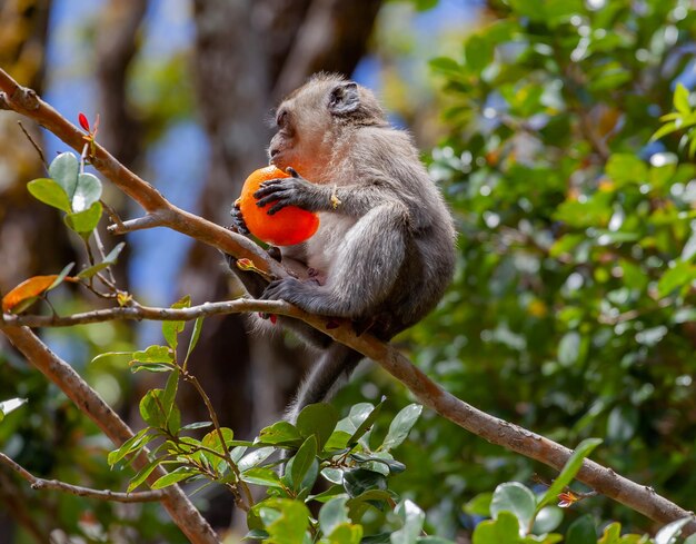 Simpatico macaco dalla coda lunga che mangia frutta a Mauritius