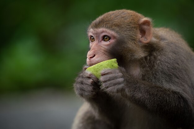 Simpatico macaco rhesus (Macaca mulatta) che mangia una scimmia