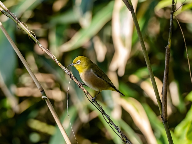 simpatico Occhio bianco Warbling appoggiato sul ramoscello nella foresta Izumi a Yamato