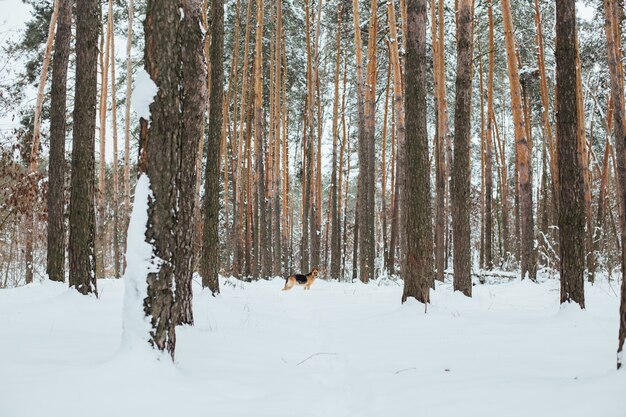 Simpatico pastore tedesco nella foresta di neve in inverno