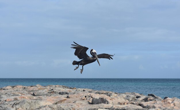 Simpatico pellicano che vola su un molo ad Aruba