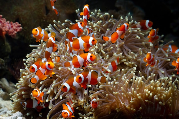 Simpatico pesce anemone che gioca sulla barriera corallina