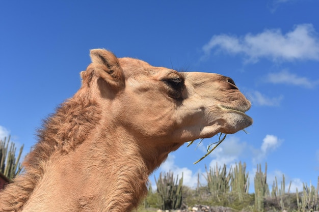 Simpatico profilo di un cammello dromedario nel deserto.