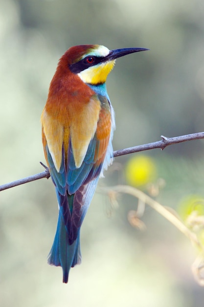 Simpatico uccello colorato Beeeater seduto sul ramo di un albero con sfondo sfocato