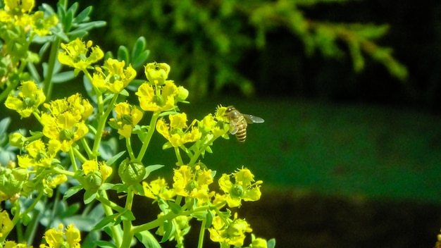 Singola ape fiore ape miele ape natura foglie gialle