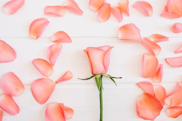 Singola rosa in mezzo circondata da petali di salmone su uno sfondo bianco