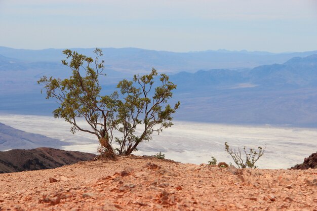 Singolo albero di pinyon messicano in un deserto vicino al mare circondato dalle alte montagne