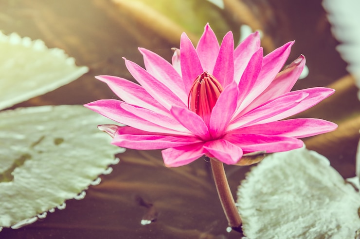 Foto gratuito singolo fiore di loto naturale epoca