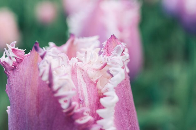 Singolo fiore di tulipano in fiore rosa