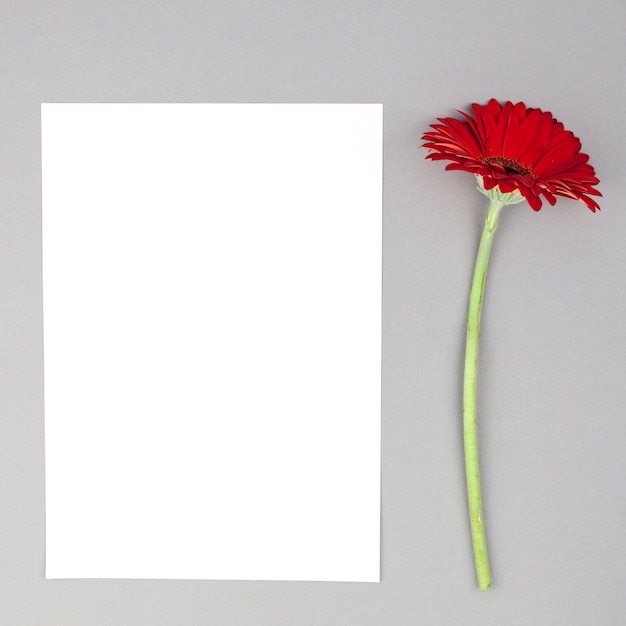 Singolo fiore rosso della gerbera con Libro Bianco in bianco su fondo grigio