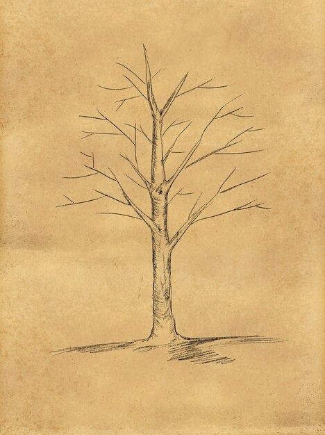 Sketch di albero senza foglie su carta