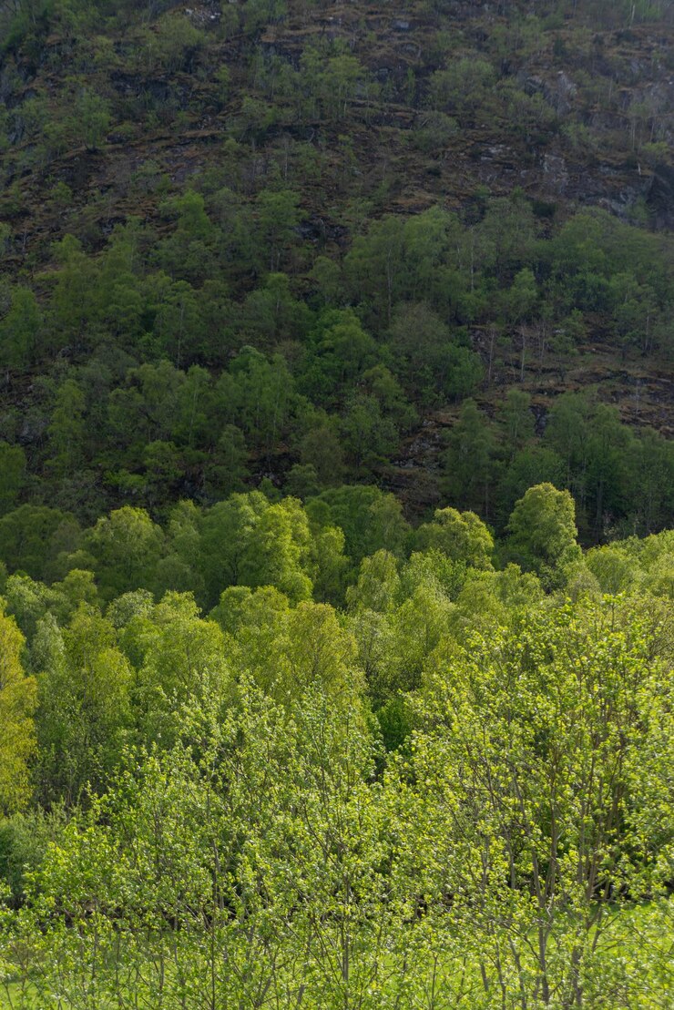 Foto gratuito skjolden norvegia 16 maggio 2023 alberi