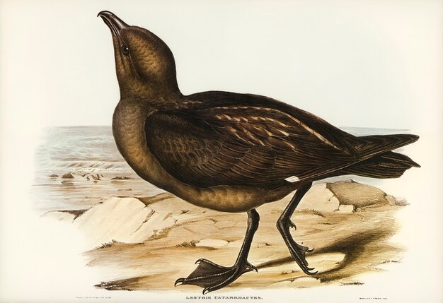 Skua Gull (Lestris Catarractes) illustrato da Elizabeth Gould