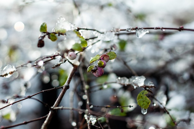 Soft focus di alcuni frutti e foglie su un albero con ghiaccio durante l'inverno