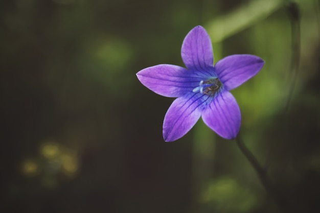 Soft focus di diffusione della campanula contro la vegetazione sfocata